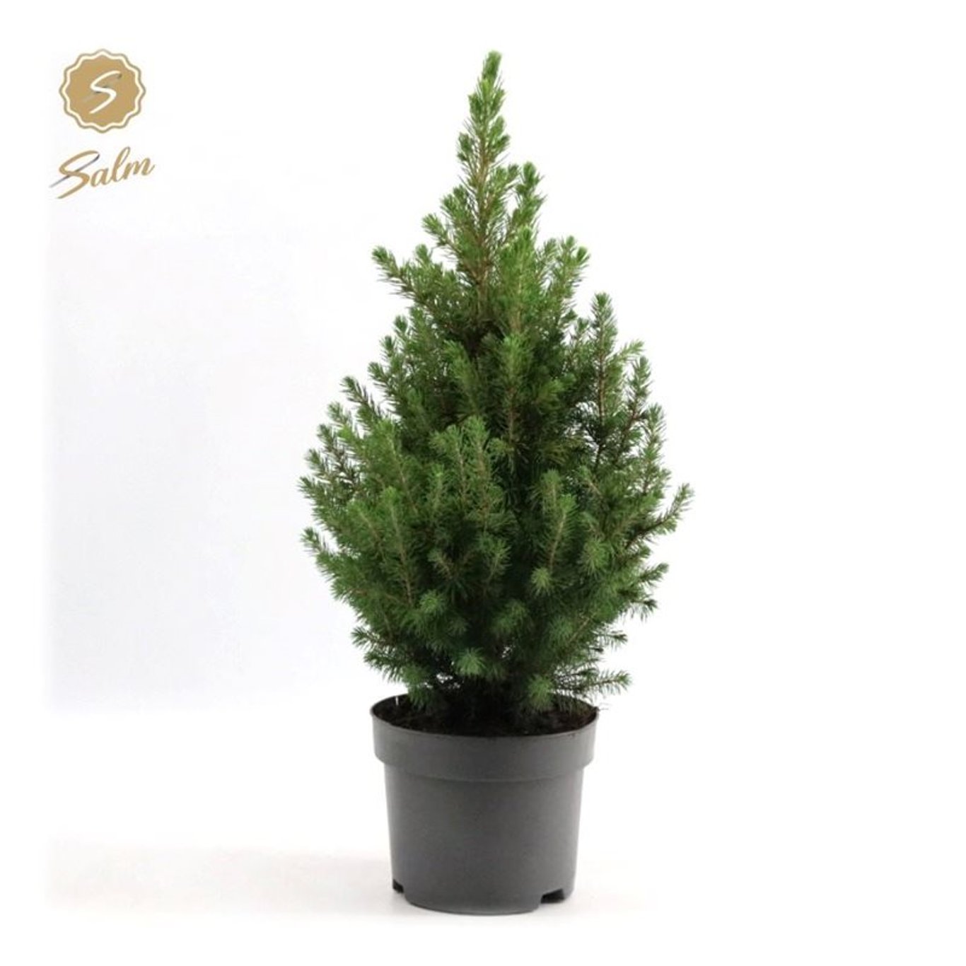 Picea gl. 'December' - C2 35-40 CM